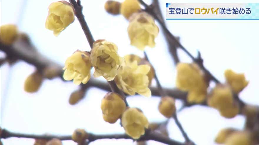 長瀞町の宝登山で可憐な花「ロウバイ」が咲き始めました☆
