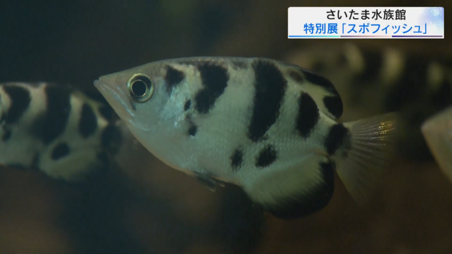 さいたま水族館　スポフィッシュ～生き物の記録に挑戦しよう～