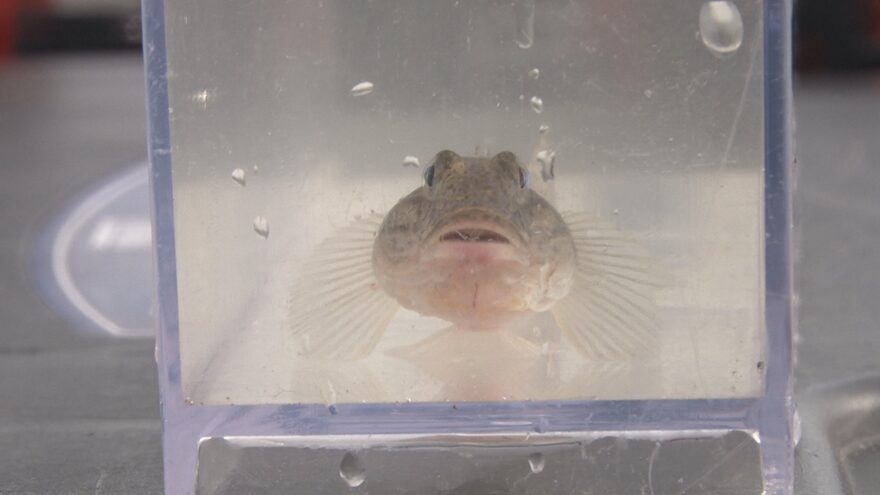 埼玉の川と海をつなぐ魚・マハゼについて①🐟