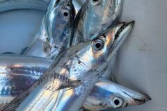 海水温の上昇で魚の分布エリアが変化！？🐟