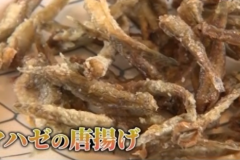 埼玉の川と海をつなぐ魚・マハゼについて②🐟