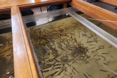 仕事終わり都心で「釣り」と「鮮魚」を楽しむ😊