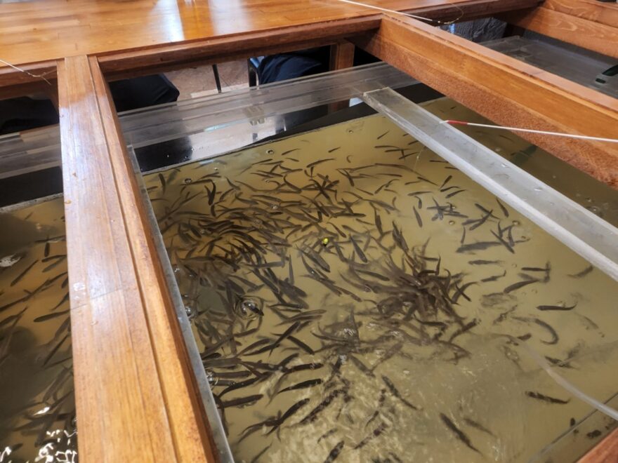 仕事終わり都心で「釣り」と「鮮魚」を楽しむ😊