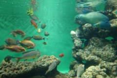 埼玉スタッフ👨「マハゼ単独調査」レポート🐟後編！