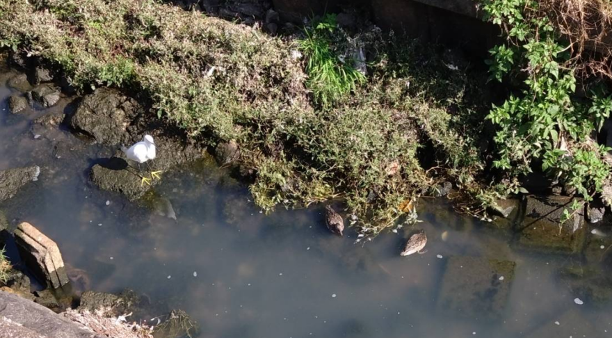 近所の川を散策してみたら・・・