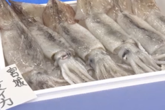 【海なし県・埼玉県】塙保己一学園で魚介類に触れる体験学習🐟